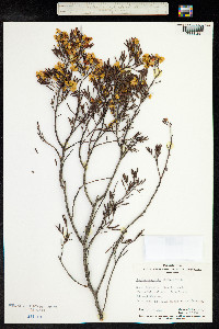 Senna artemisioides image