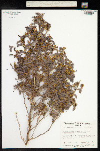 Senna artemisioides image