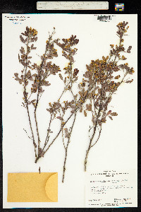 Senna artemisioides image