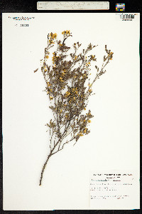 Senna artemisioides image