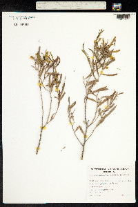 Senna artemisioides image