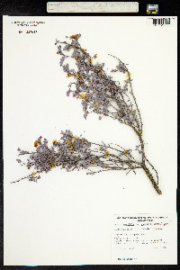 Senna artemisioides image