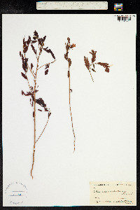 Chamaecrista fasciculata var. fasciculata image