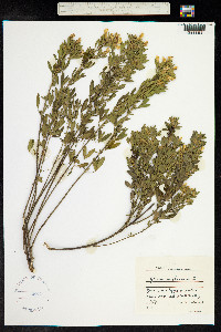 Chamaecytisus austriacus image