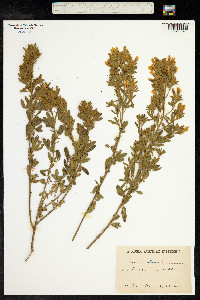 Image of Chamaecytisus austriacus