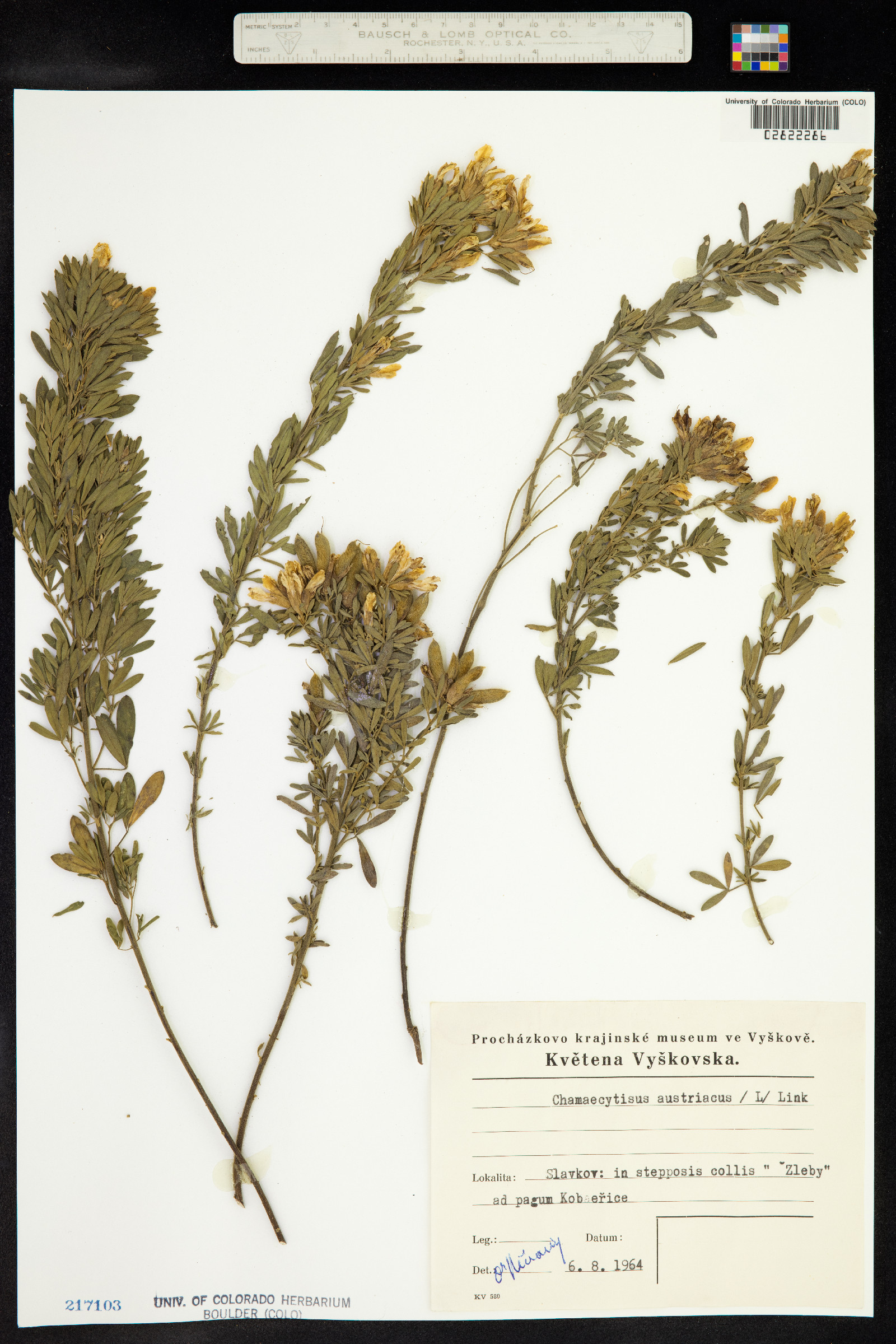 Chamaecytisus austriacus image