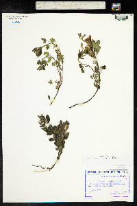 Chamaecytisus hirsutus image