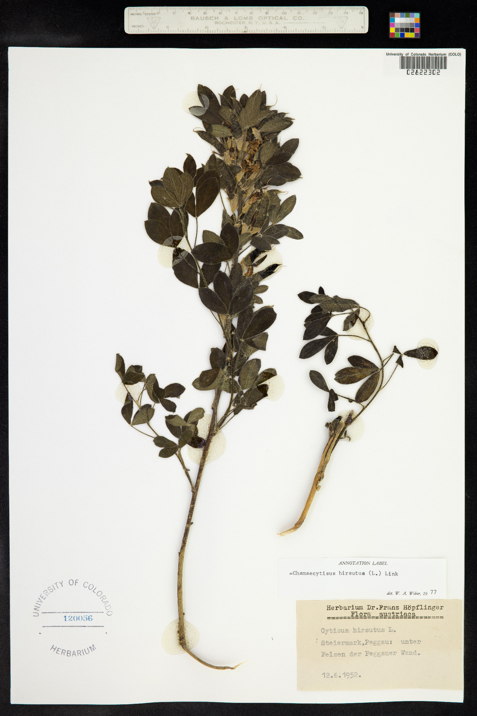 Chamaecytisus hirsutus image