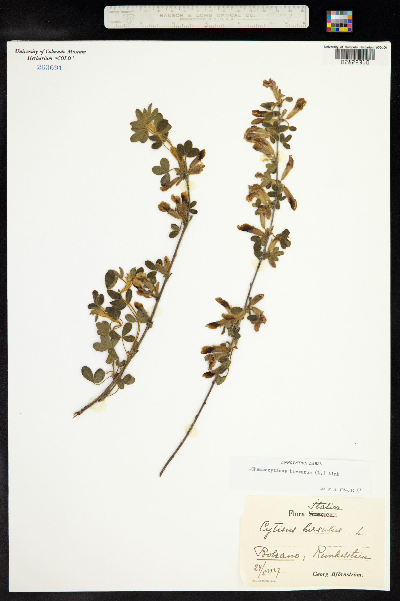 Chamaecytisus hirsutus image