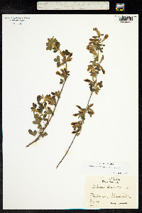 Chamaecytisus hirsutus image