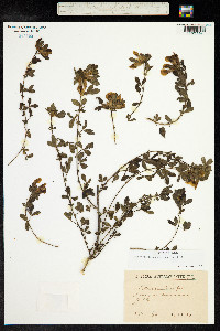 Chamaecytisus supinus image