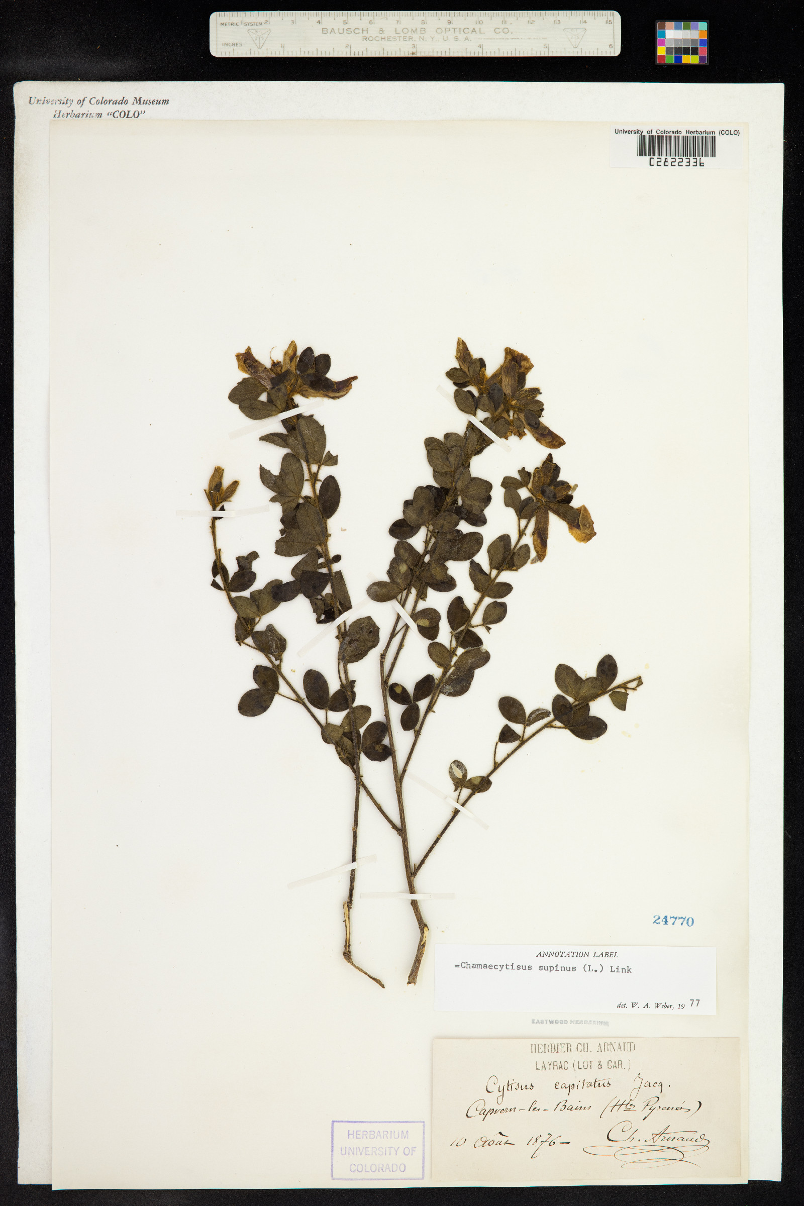 Chamaecytisus image