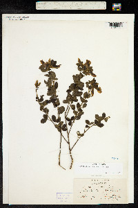 Chamaecytisus supinus image