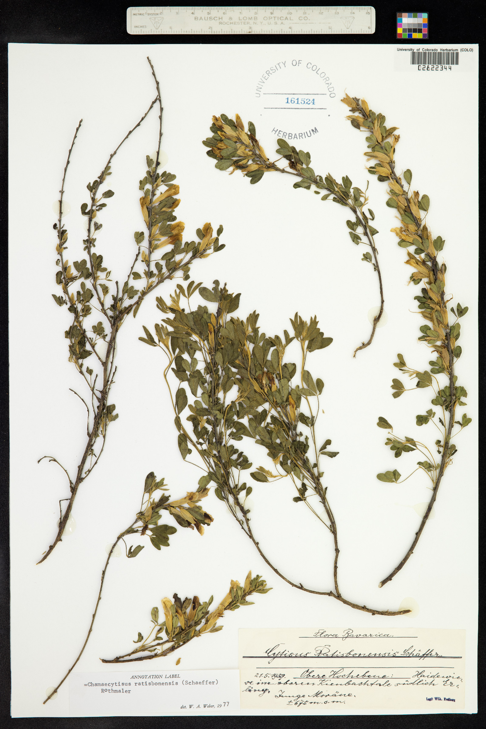 Chamaecytisus ratisbonensis image