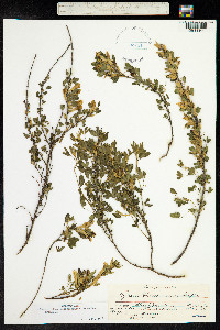 Chamaecytisus ratisbonensis image