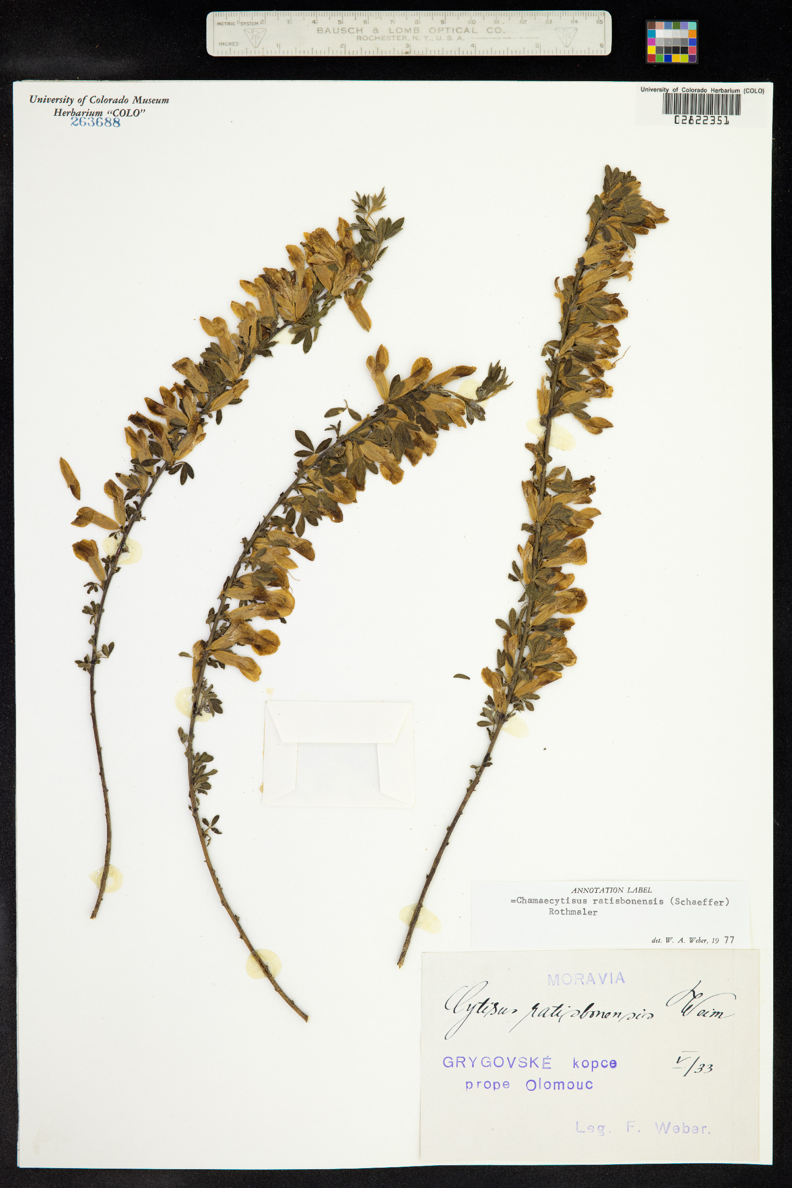 Chamaecytisus ratisbonensis image