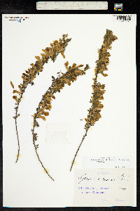 Chamaecytisus ratisbonensis image