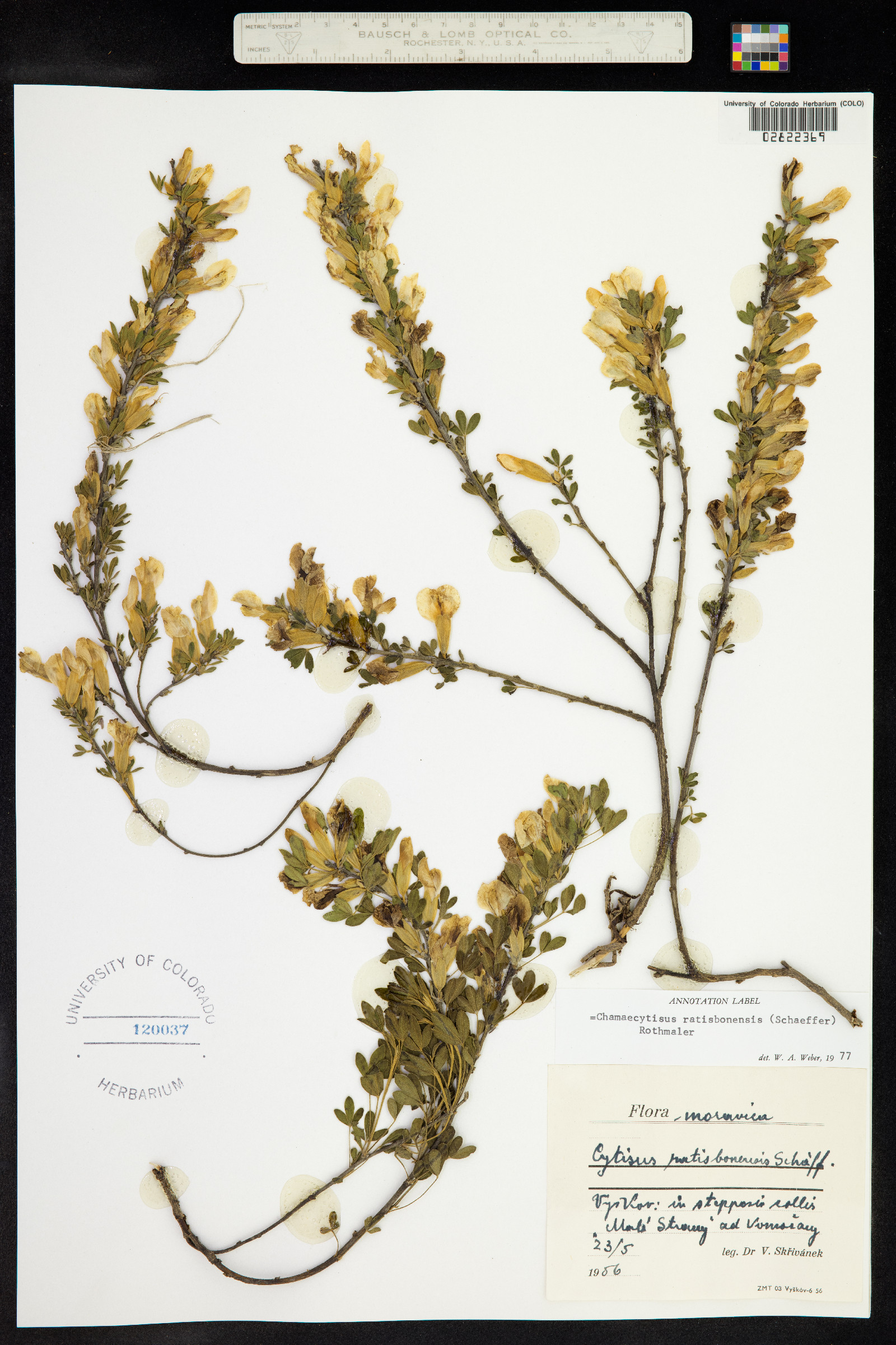 Chamaecytisus ratisbonensis image