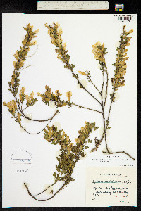 Chamaecytisus ratisbonensis image