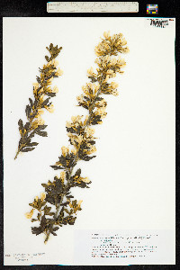 Image of Chamaecytisus proliferus