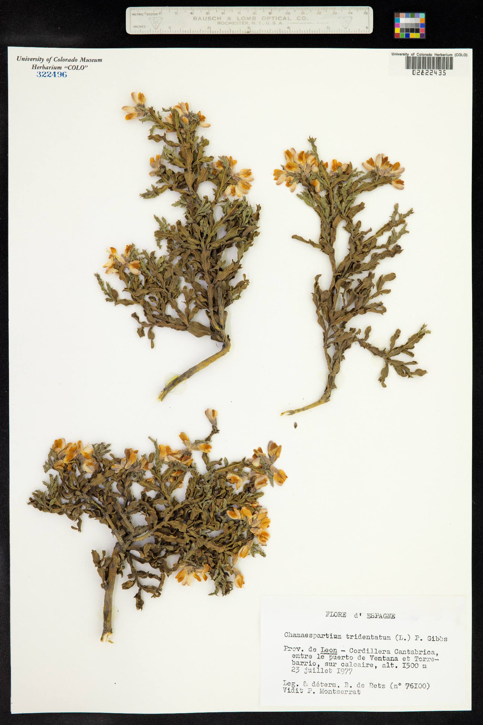 Genista tridentata image