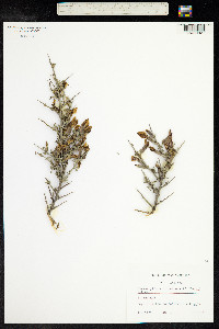 Image of Chamaecytisus spinescens