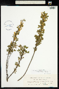 Chamaecytisus ruthenicus image