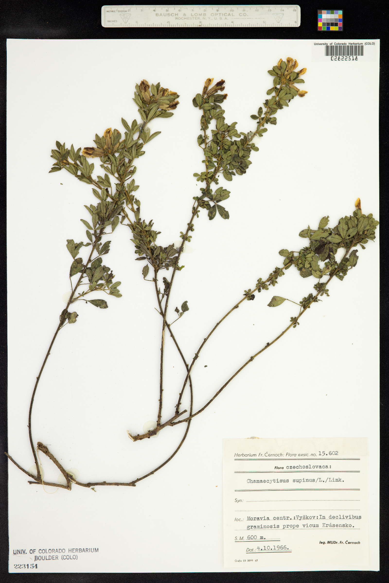 Chamaecytisus supinus image