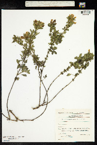 Chamaecytisus supinus image