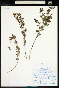 Chamaecytisus supinus image