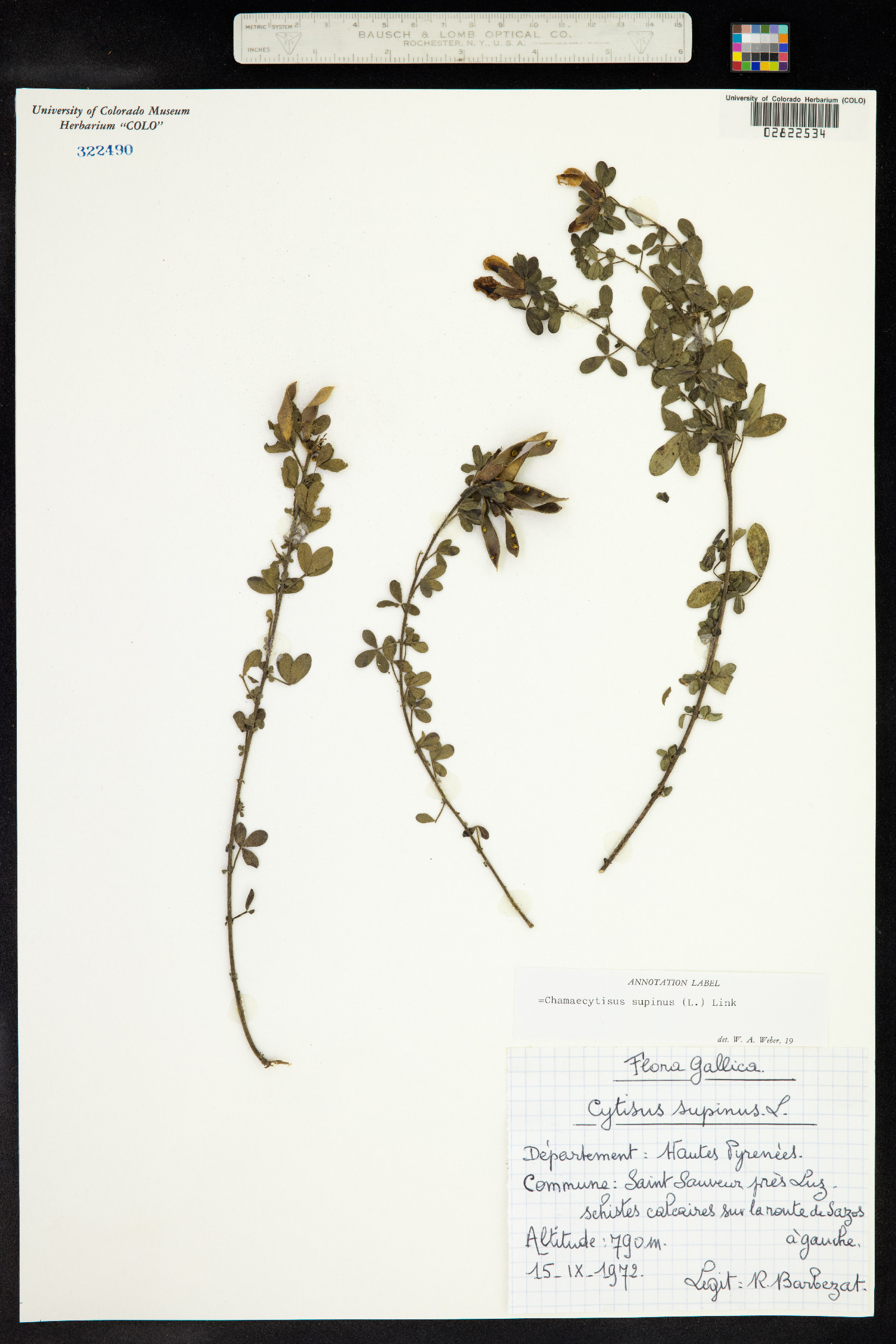 Chamaecytisus supinus image