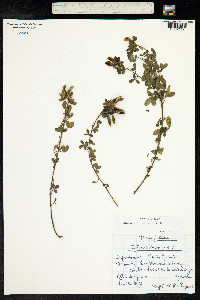 Chamaecytisus supinus image