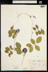 Clitoria ternatea image