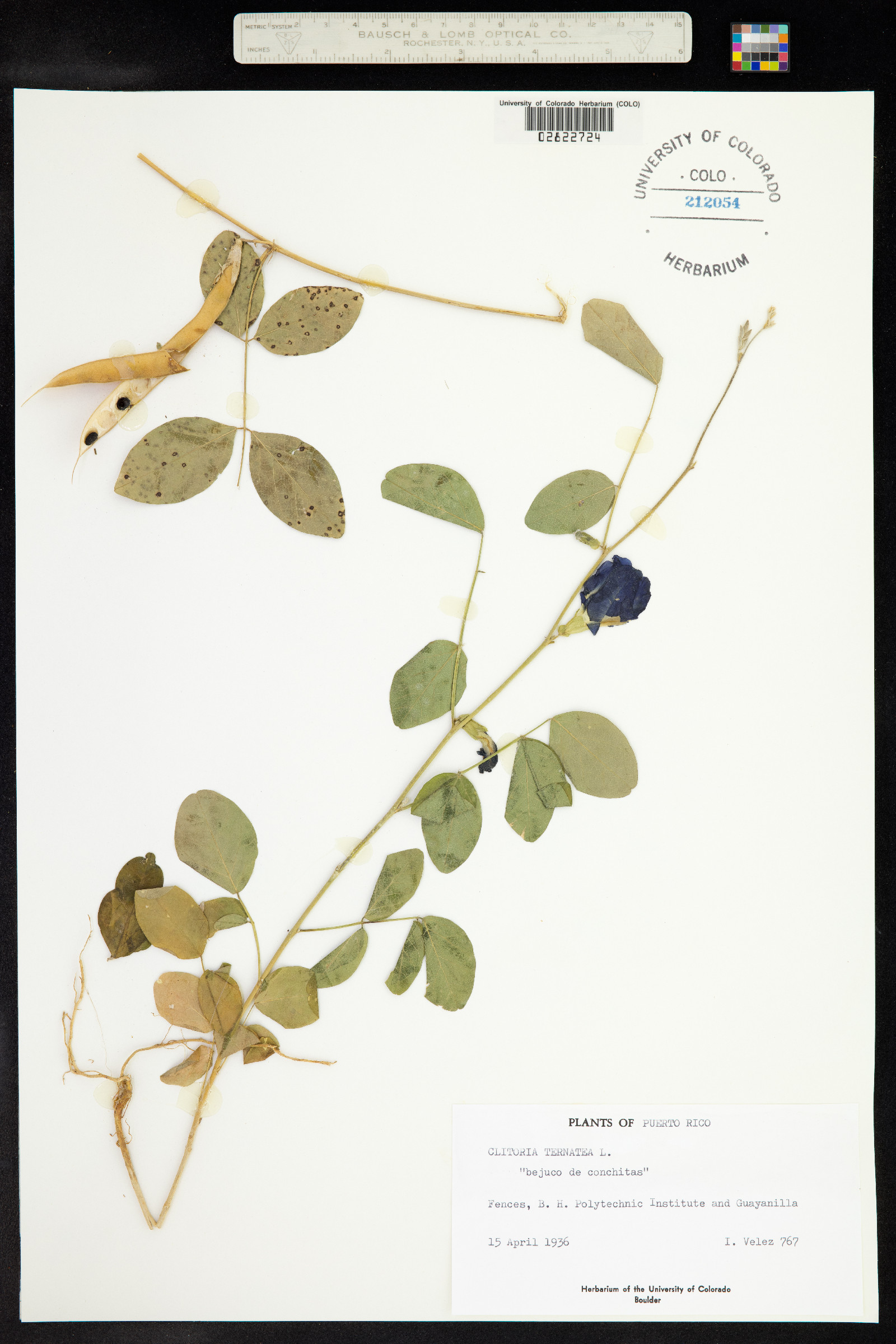 Clitoria ternatea image