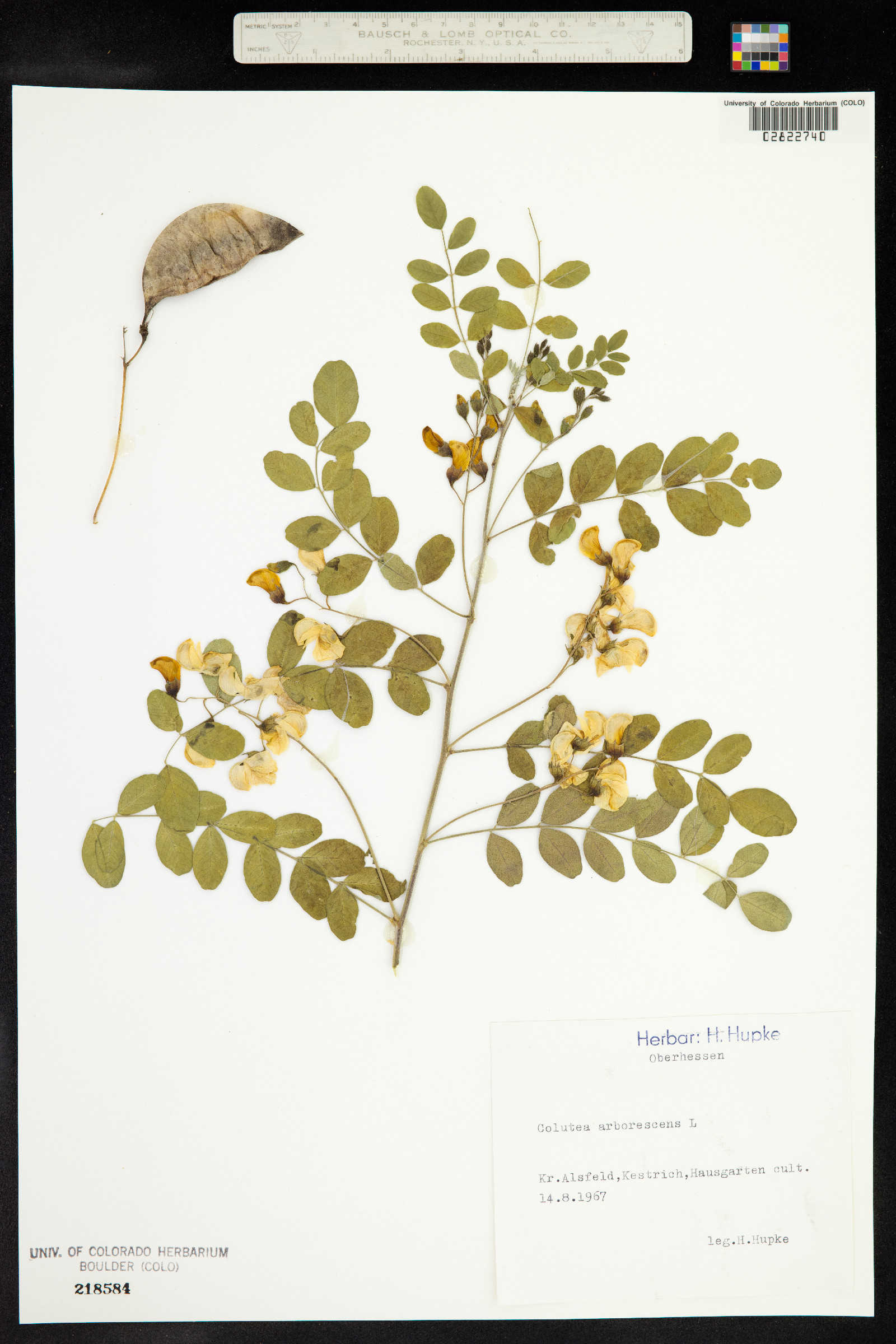 Colutea image