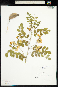 Colutea arborescens image