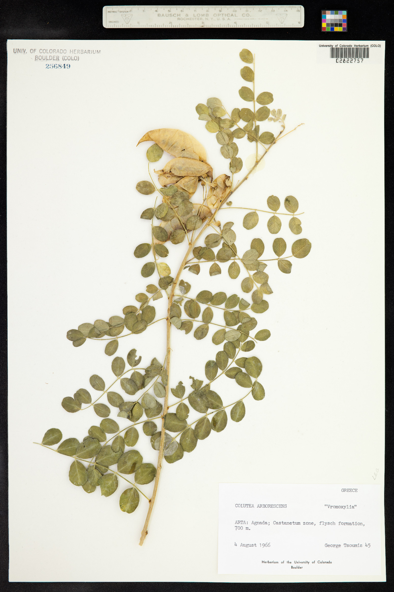 Colutea arborescens image