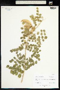 Colutea arborescens image