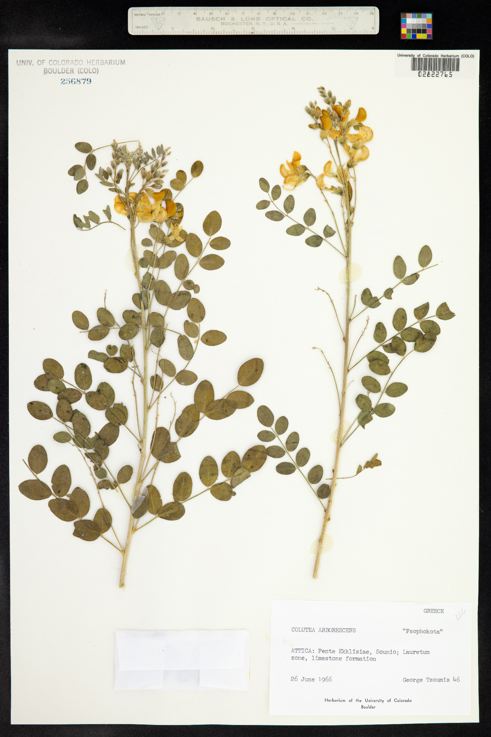 Colutea arborescens image