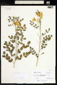 Colutea arborescens image