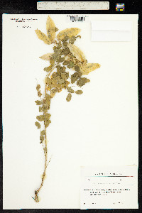 Colutea arborescens image