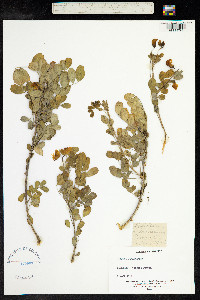 Colutea arborescens image