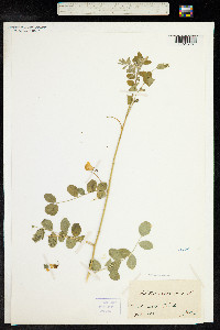 Colutea arborescens image