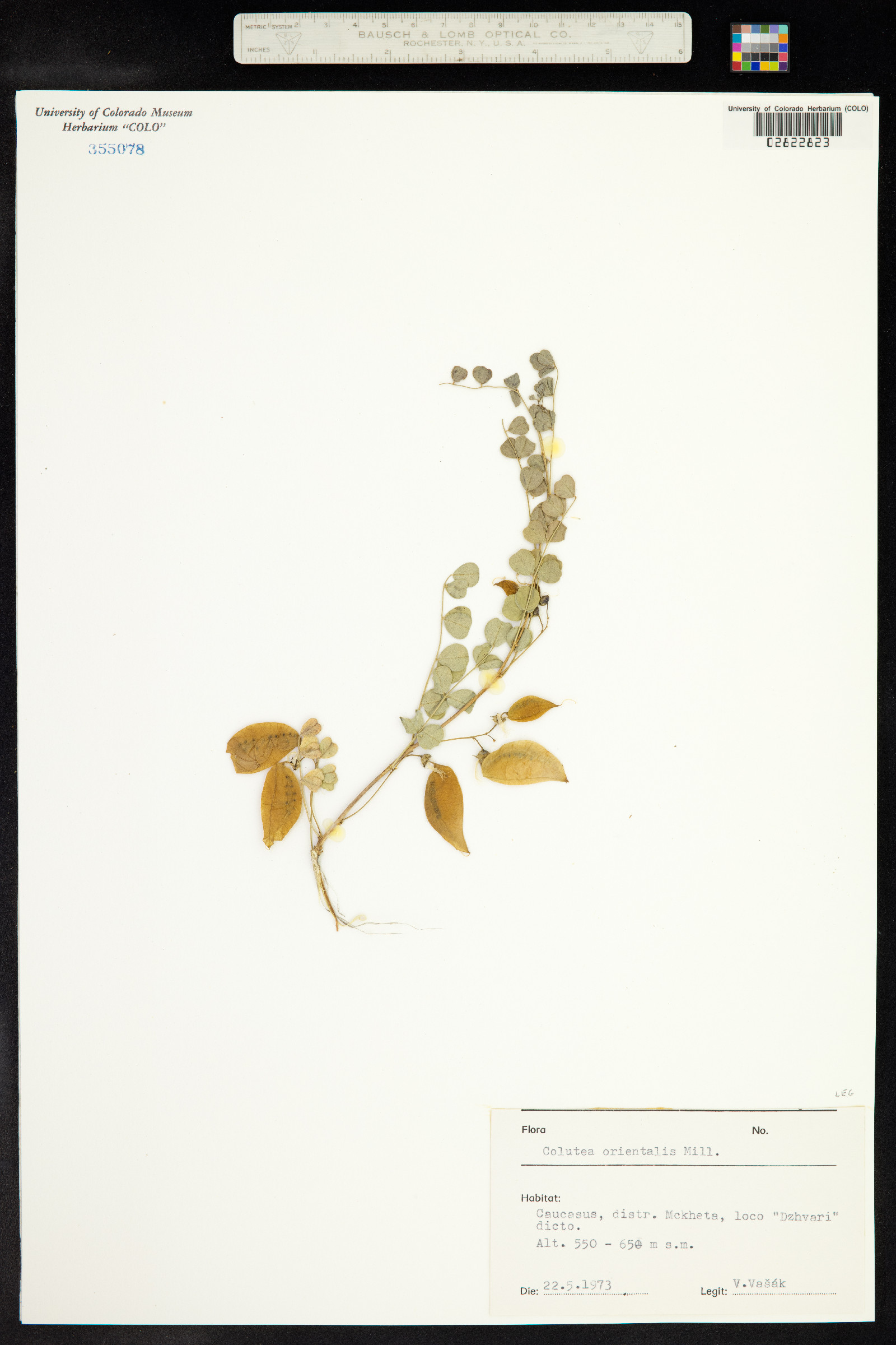 Colutea orientalis image