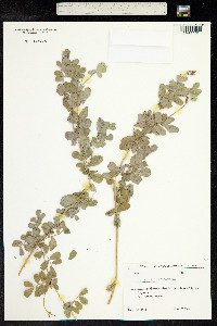 Coronilla coronata image