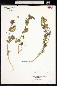 Coronilla coronata image