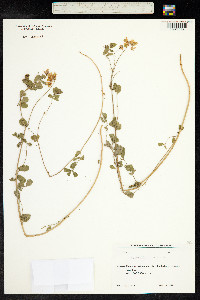 Coronilla coronata image