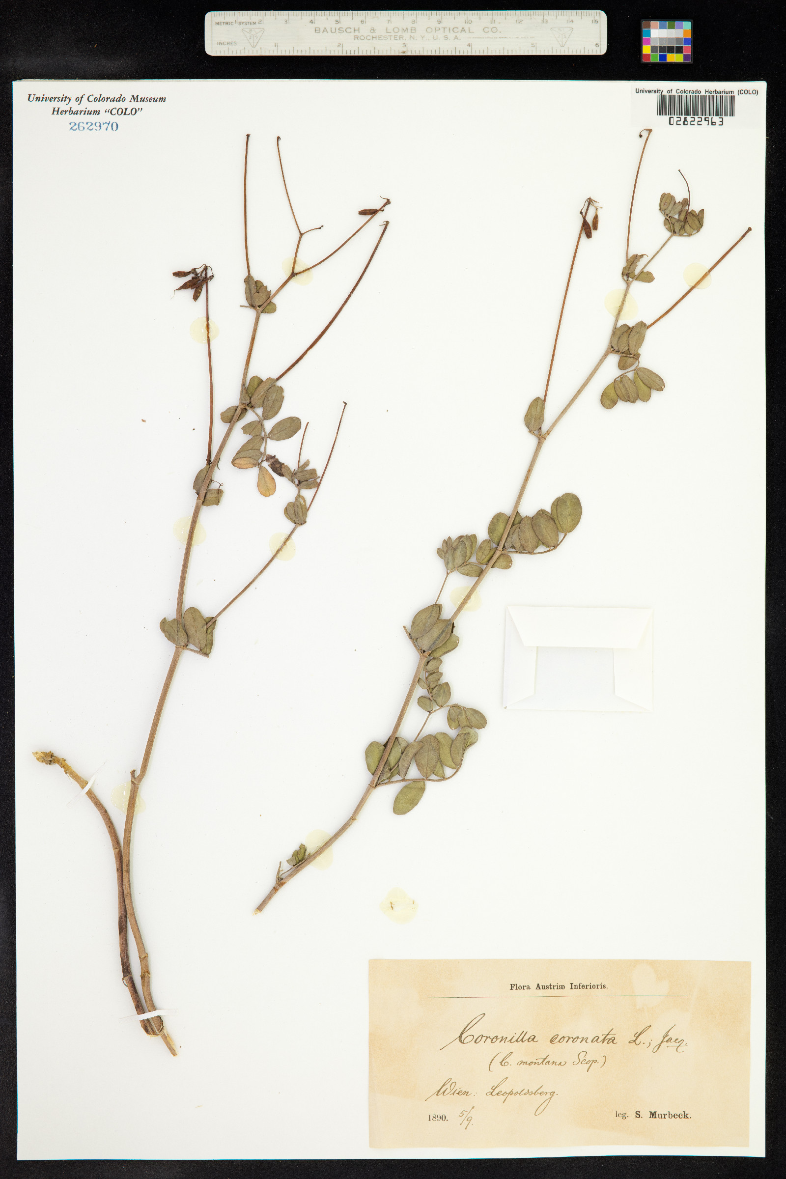 Coronilla coronata image