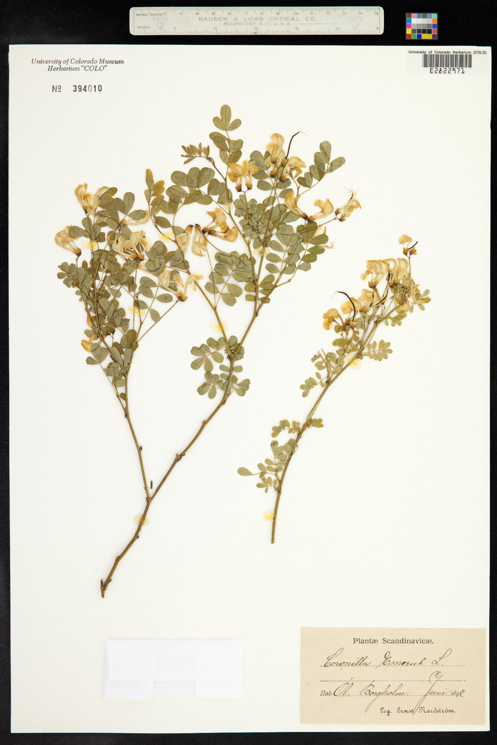 Hippocrepis emerus image