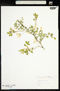 Hippocrepis emerus image